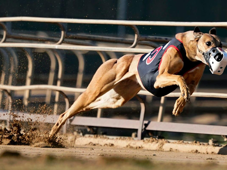 Greyhounds: majestic athletes or prisoners of the industry? The debate that divides