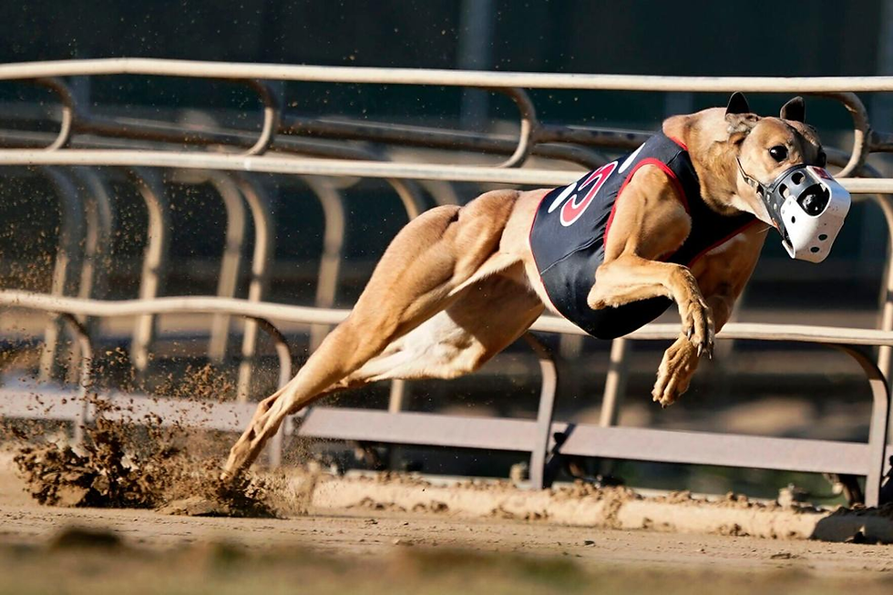 greyhounds
