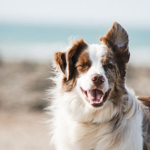 Anxiété de séparation chez le chien : comprendre, prévenir et traiter