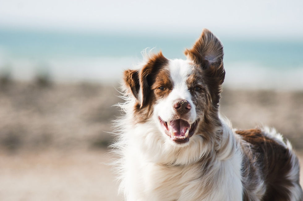 Un beau chien couché illustrant les soins pour les animaux vieillissants