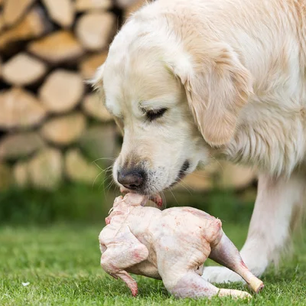 Can dogs eat raw chicken bones or is it a hidden danger?