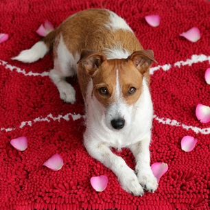 Dog valentine’s day: how to make your dog feel special