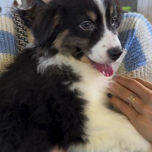 Décès de Bonnie, la chienne de la famille Blois :(