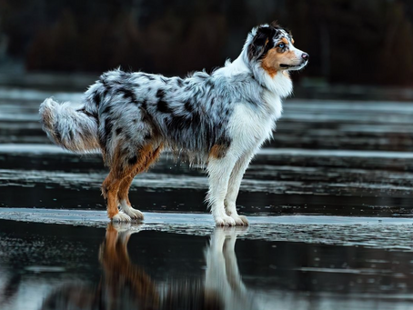 Tout savoir sur le Berger Australien : caractéristiques, éducation, soins...