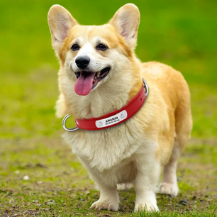 Choisir le collier parfait pour votre chien : un guide complet