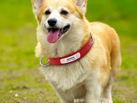 Choisir le collier parfait pour votre chien : un guide complet