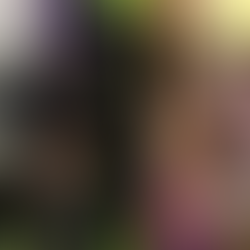 The Westminster assembly dog group 2025 show: what to expect from the world’s most prestigious canine event