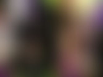 The Westminster assembly dog group 2025 show: what to expect from the world’s most prestigious canine event