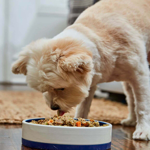 How much cooked chicken to feed a dog daily. A complete guide to keeping your pup healthy and happy.