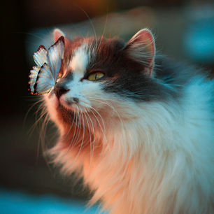 Pourquoi mon chat marque son territoire ? La science du comportement félin enfin expliquée