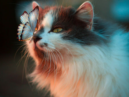 Pourquoi mon chat marque son territoire ? La science du comportement félin enfin expliquée