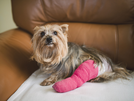 The unseen journey of dog wound healing stages. Pictures that tell the story.