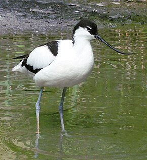 L’avocette élégante