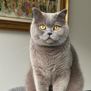 Tout connaitre sur le Scottish Fold