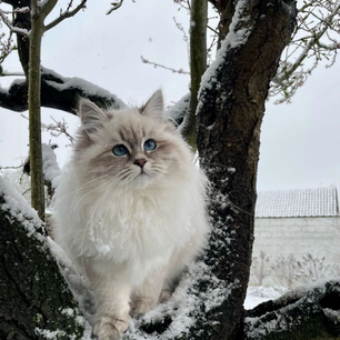 À la découverte du Ragdoll : le chat aux traits doux et attachant