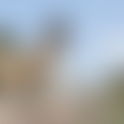 Akita and Belgian Malinois mix: what happens when two legends combine?