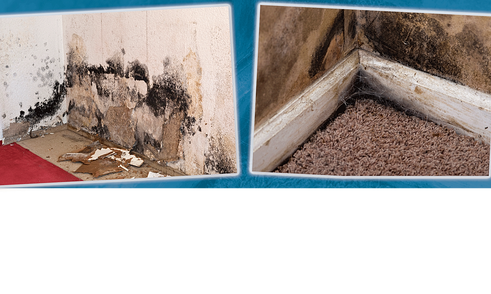 Mold Removal l Black Mold Remediation l Tampa St. Petersburg