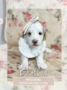 Medium Goldendoodle - Red Collar Red Abstract Female - 2.PNG