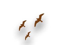 Birds.png