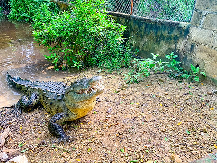 Crocodile2.jpg