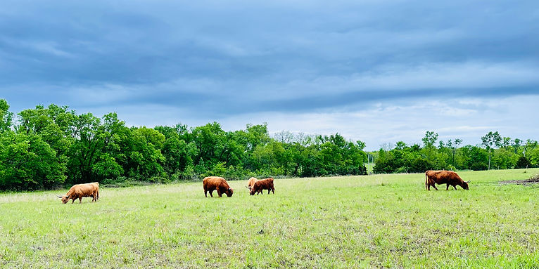 A herd of cattle grazing peacefully in a lush green field under a clear blue sky.