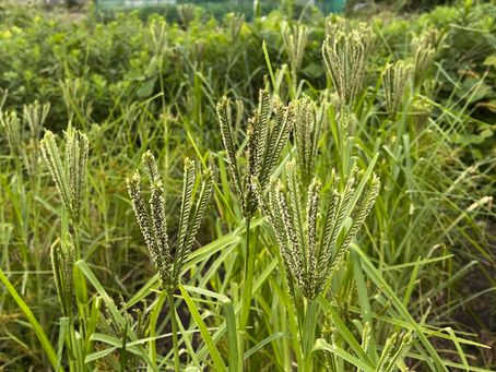 4.穂が実る