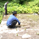 わさびの苗植え