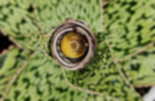 Tiger's Eye Ring
