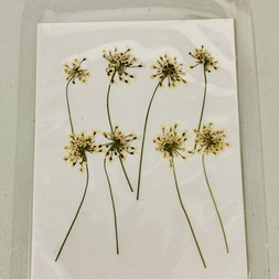 蕾絲花乾花押花_黃色 .jpeg