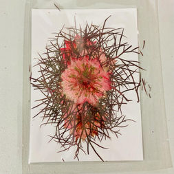 黑種草乾花押花_紅色.jpeg