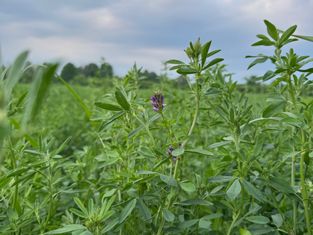 A single alfalfa flower in a field