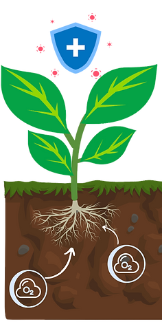Disolved Oxygen increases plant health and resistance