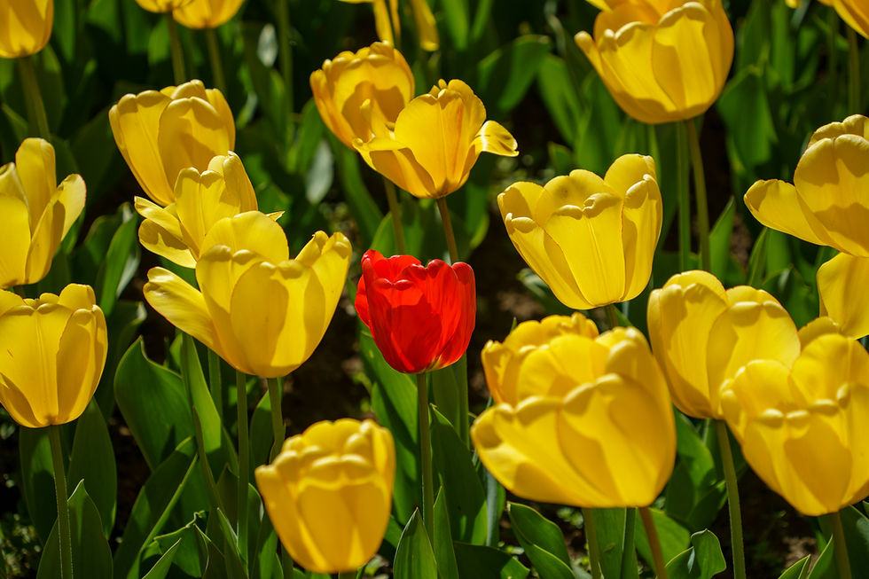 Un único tulipán rojo destaca entre un campo de tulipanes amarillos.