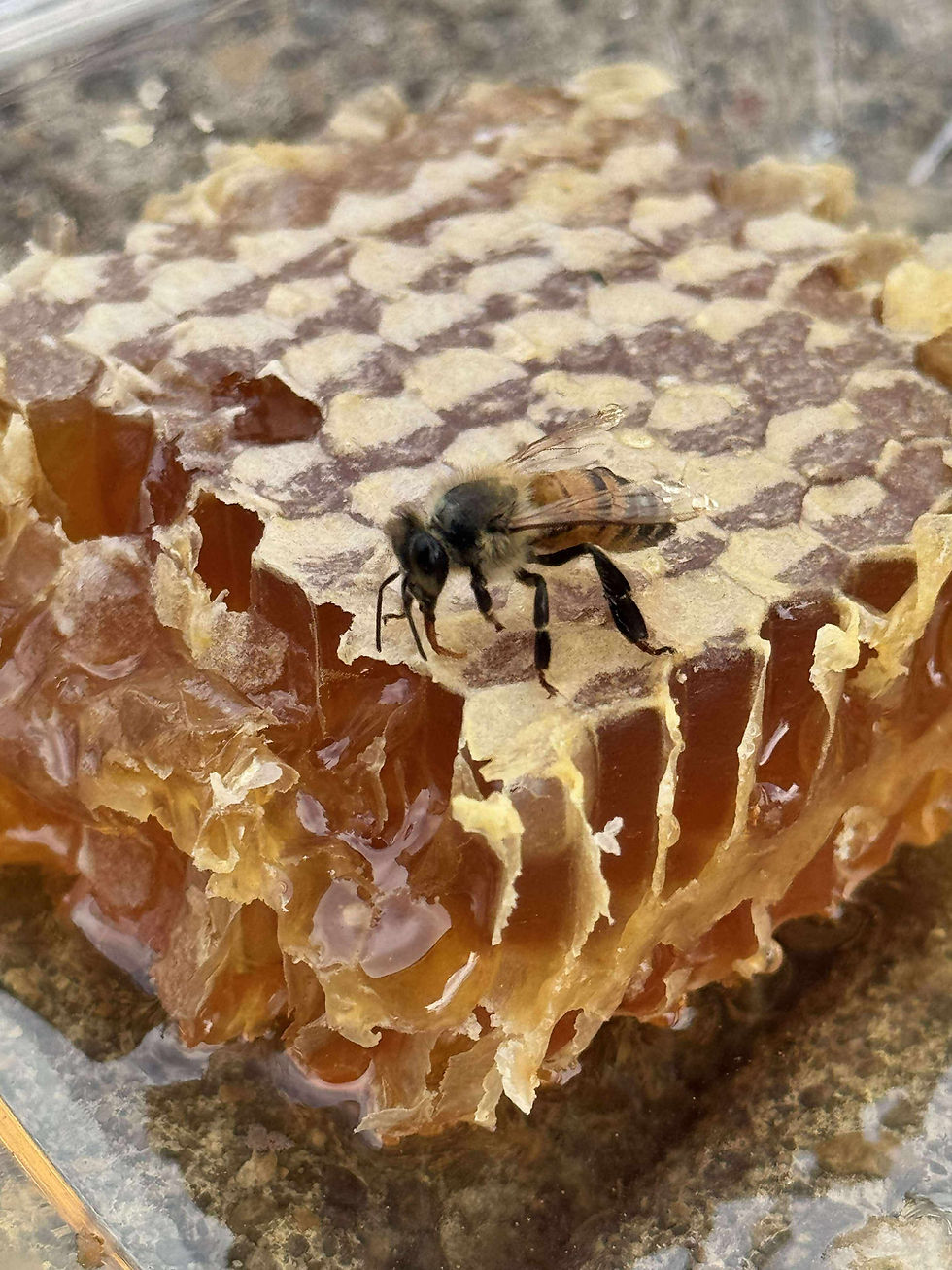 beae2126bf2deb39d06269f172fd8b40