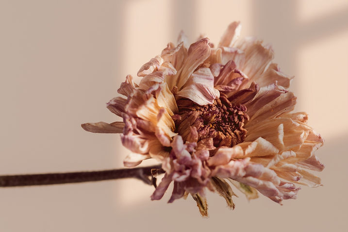 dried-chrysanthemum-flower-beige-background_edited.jpg