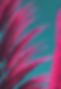 beautiful-palm-tree-vivid-colors.jpg