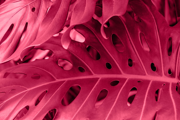 closeup-leaf-tropical-monstera-plant-viva-magenta-color.jpg
