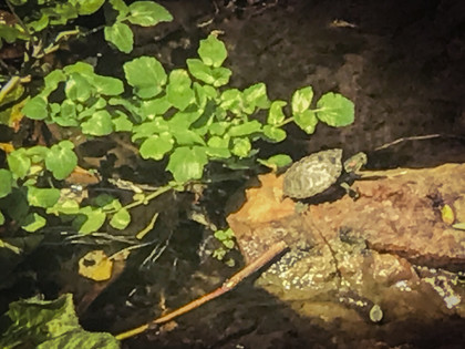On Turtle Creek