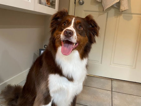 a cute border collie