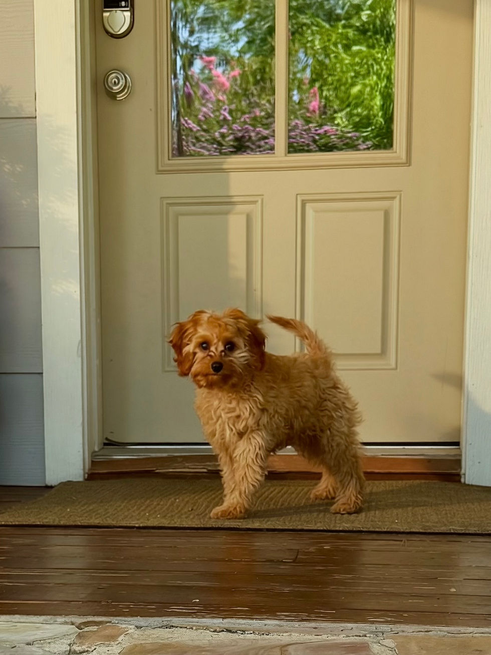 Thumbnail: F1B Cavapoo male “Nugget” parents: 15lbs & 14lbs