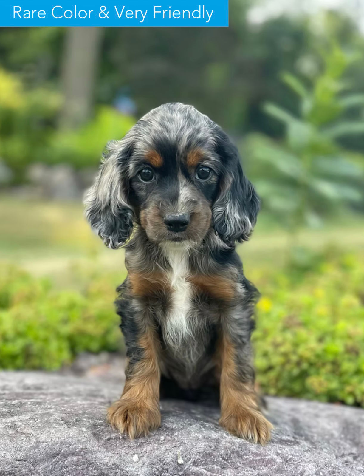 F1 Cockapoo female “Blue” parents: 11lbs & 19lbs 