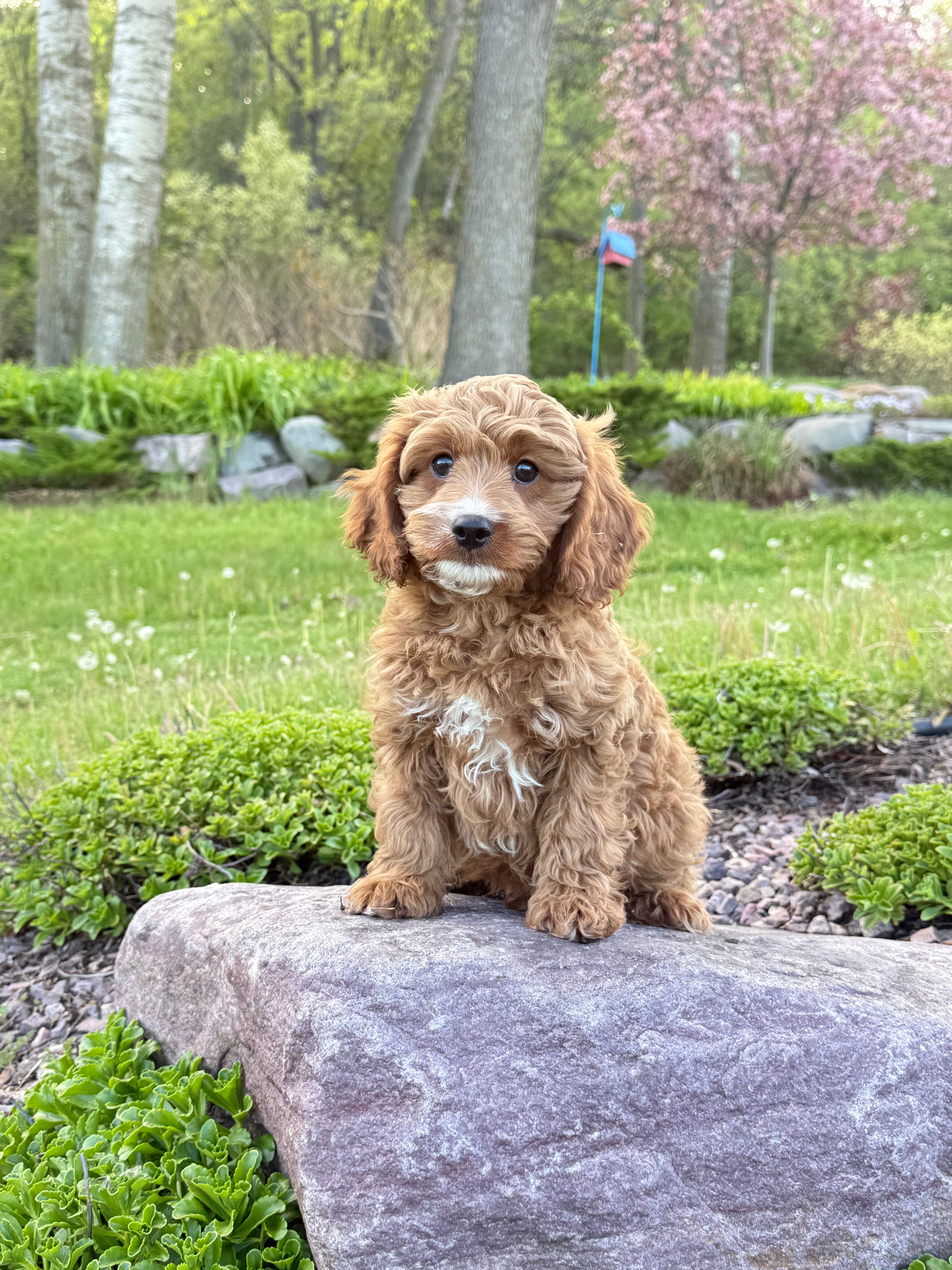 F1 Cavapoo male “Alex” parents: 17lbs & 13lbs 