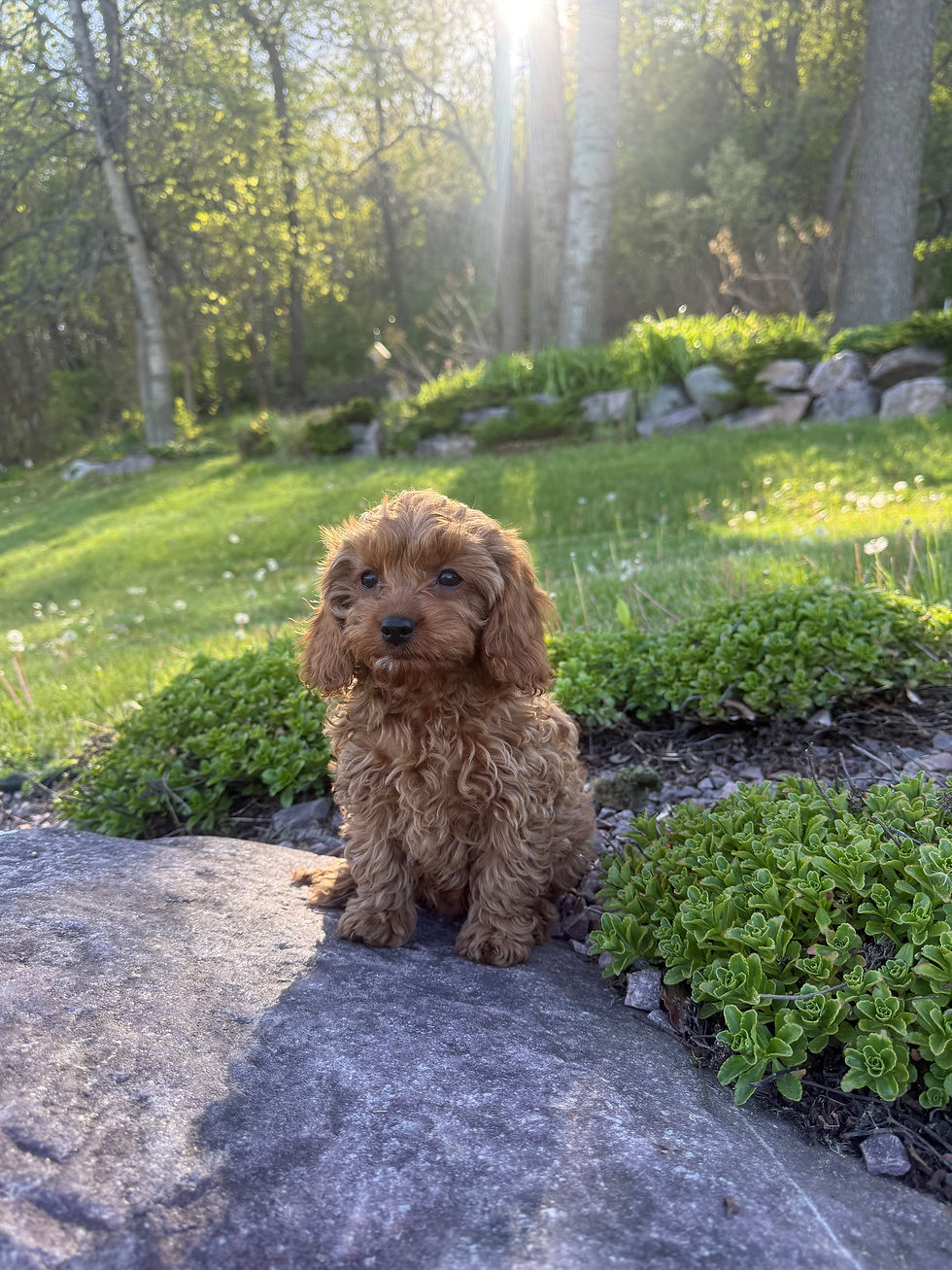 Thumbnail: F1 Cavapoo female “Lily” parents:  17lbs & 13lbs 