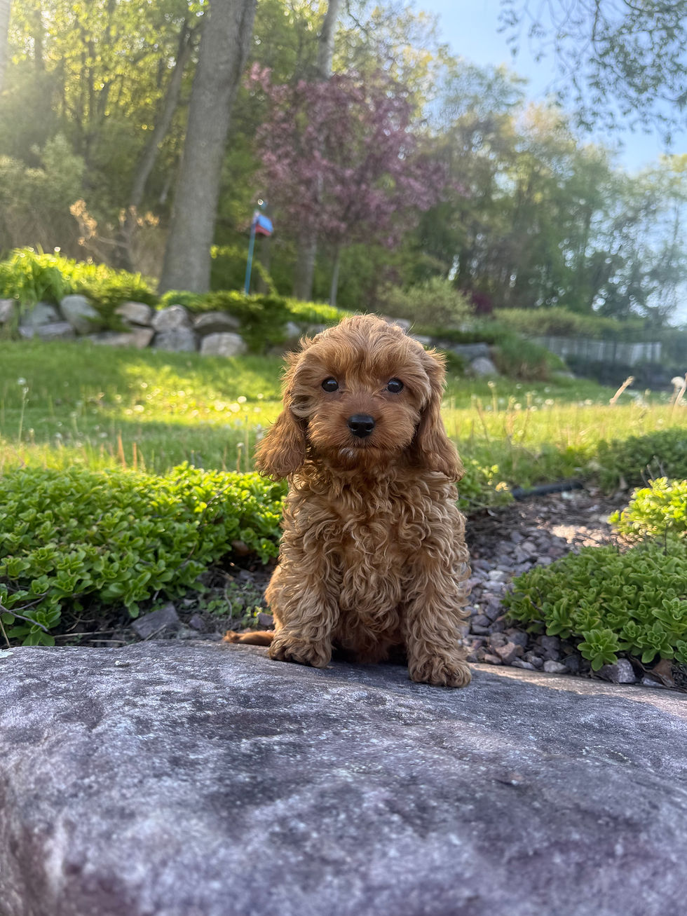 Thumbnail: F1 Cavapoo female “Lily” parents:  17lbs & 13lbs 