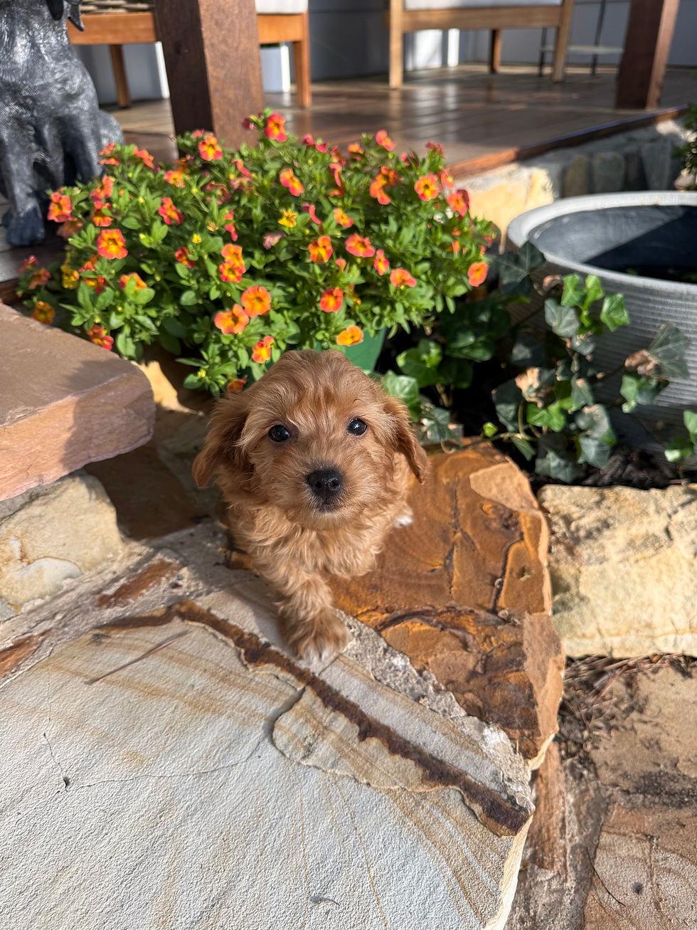 Thumbnail: F1B Cavapoo male “Navy” parents: 11lbs & 9lbs 