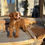 Thumbnail: F2 Cavapoo male “Stewart” parents: 12lbs & 13lbs 