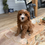 Thumbnail: SOLD F2 Cavapoo male “Ottis” parents: 10 & 12lbs 
