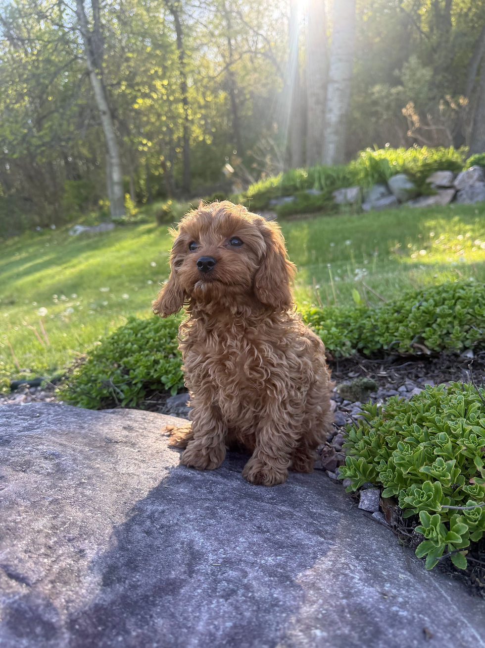 Thumbnail: F1 Cavapoo female “Lily” parents:  17lbs & 13lbs 