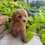 Thumbnail: F1BB Petite Golden doodle female “Moana” parents:10lbs &13lbs