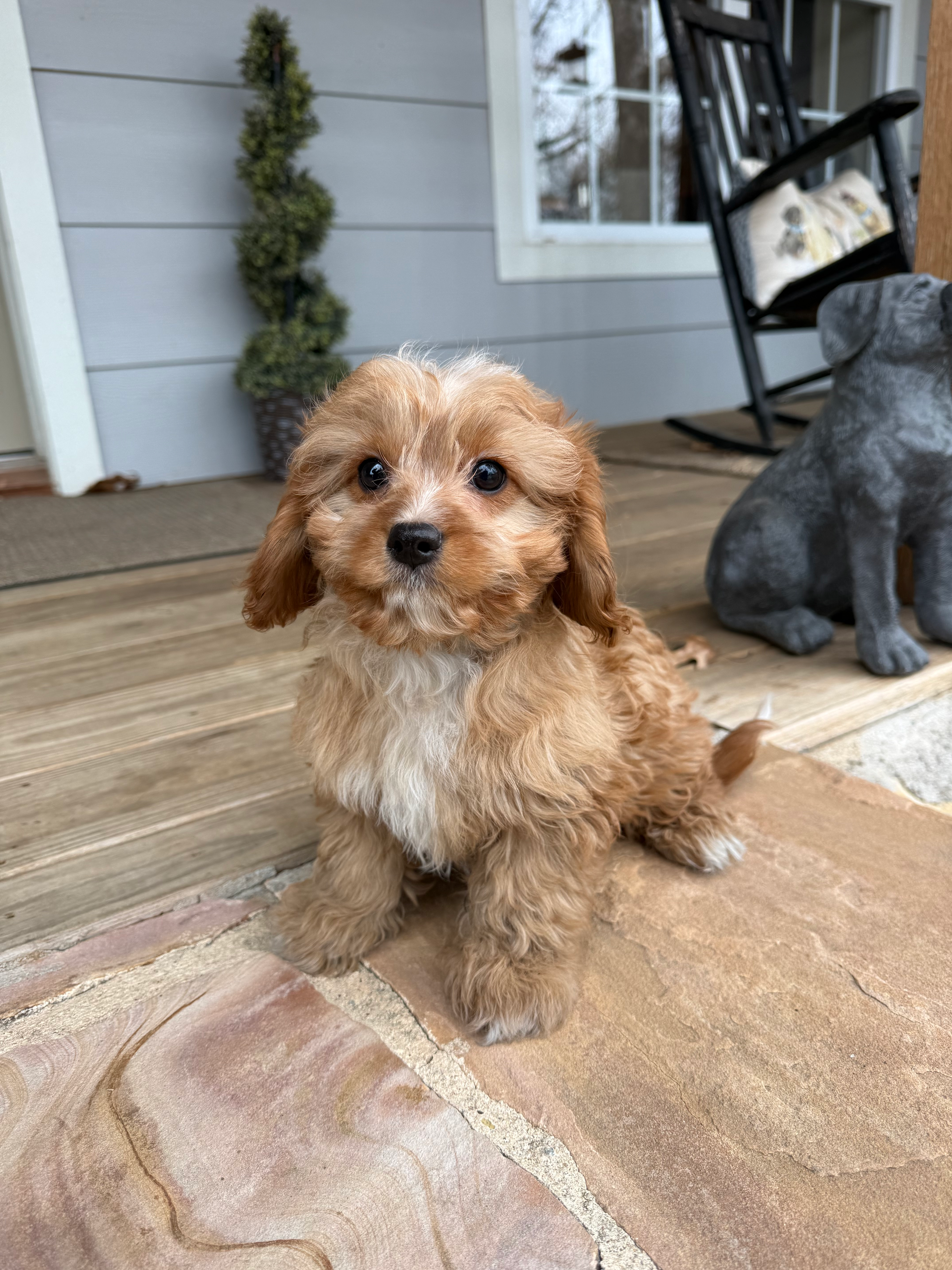 F1 Cavapoo male “Thor” parents: 16lbs & 12lbs 